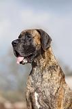 DOGUE ALLEMAND 206